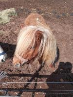 Vente de poney