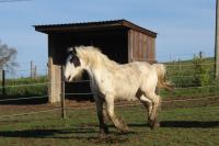 Vente de cheval : Obi Wan de Parisou