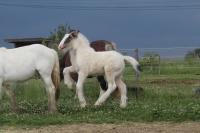 Vente de cheval : Pendragon de Parisou