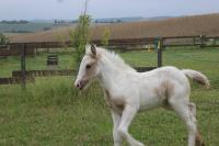 Vente de cheval : Ponyta de Parisou