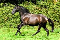 Vente de cheval : Serto du Parc