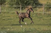 Vente de cheval : NOTTINGAM DES NOES