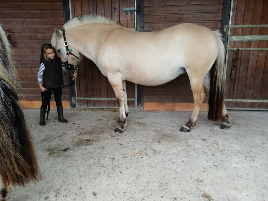 VENDS Jument Fjord pleins papiers