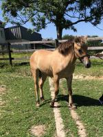 Vente de poney