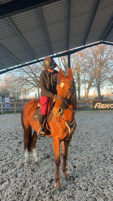 Vente de chevaux