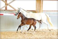 Vente de cheval : Phantom de l'Orgris