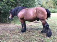 Vente de cheval : JR de Fresnoy