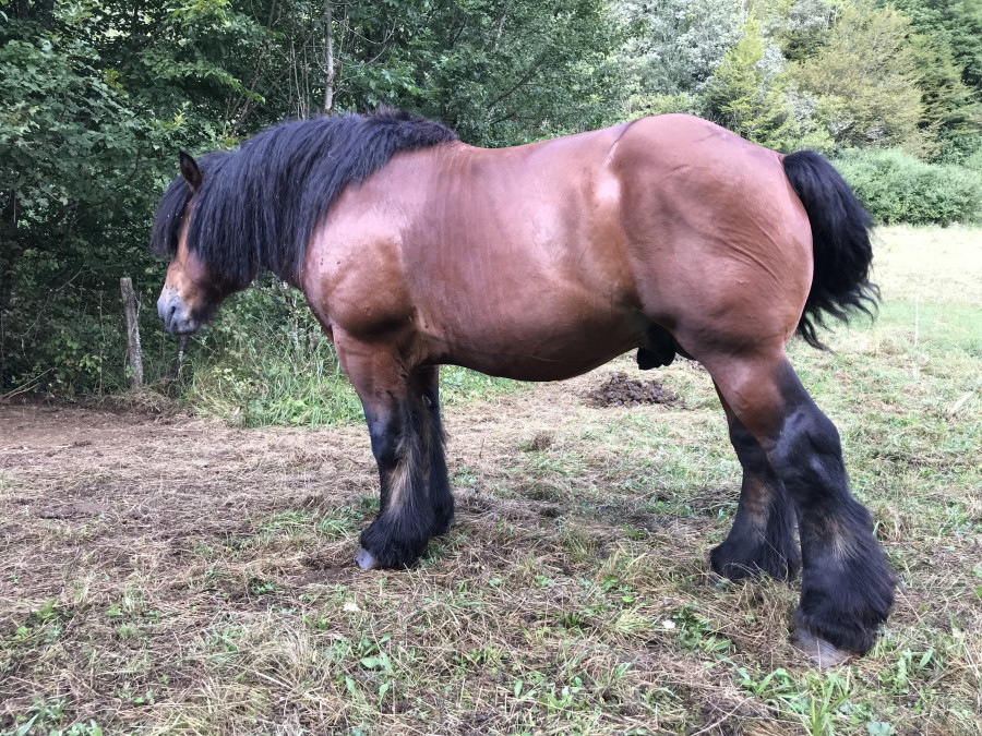 Vente de chevaux