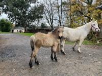 Vente de poney