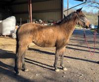 Vente de cheval : LINDA