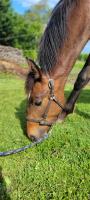 Vente de cheval : UNLIMITED NOSTRA BV