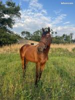 Vente de cheval : SOVER FAL