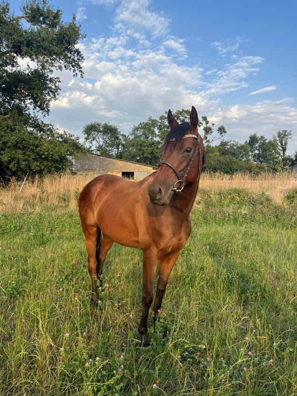 Vente de cheval : Sover Fal