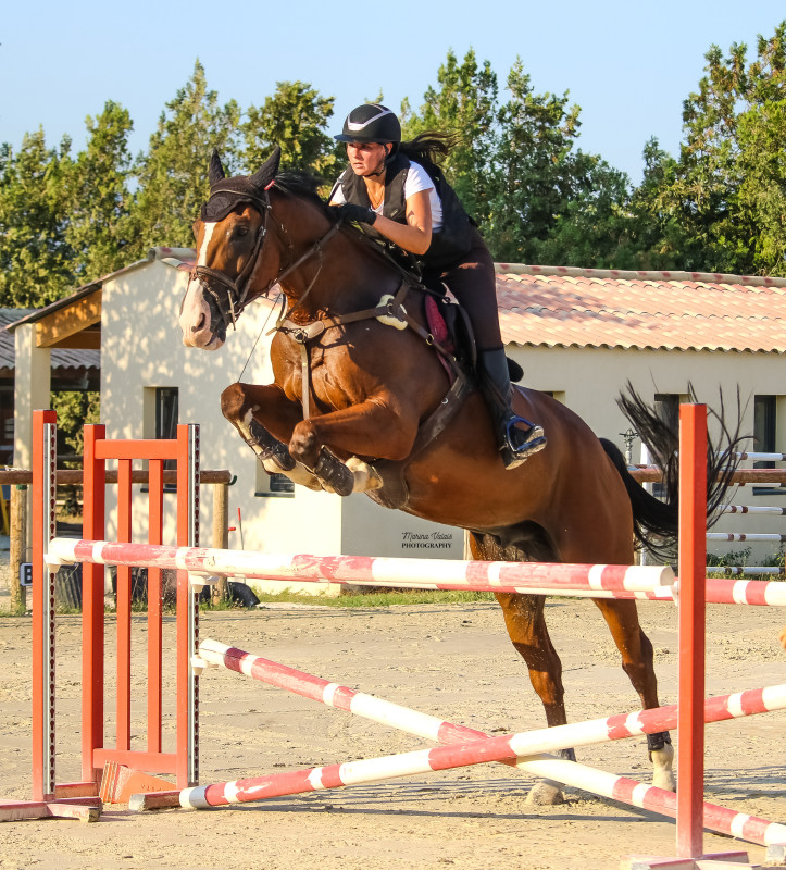 Travail du cheval