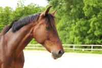 Vente de cheval : Gloire des Frettes