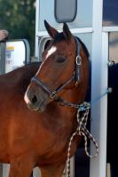 Vente de cheval : Komtesse du puits