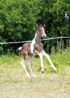 Vente de cheval : P