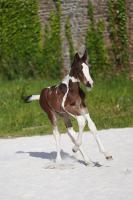 Vente de cheval : Picasso