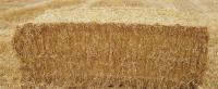STRAW BALE FOR HORSE