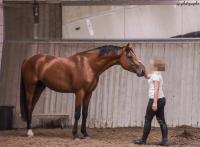 Vente de cheval : HAKON DE THORNE