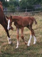 Vente de cheval : NIILO DE THORNE