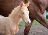 Vente de cheval : PHEERIE DE THORNE