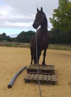 Vente de cheval : Cary