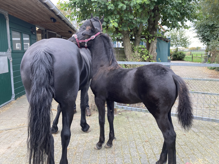 Vente de cheval : Finn van de Zwarte Parels