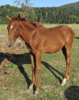 Vente de cheval : Nife d'Obercourt