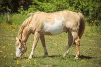 Vente de cheval : OK