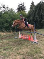 Vente de cheval : A choisir 