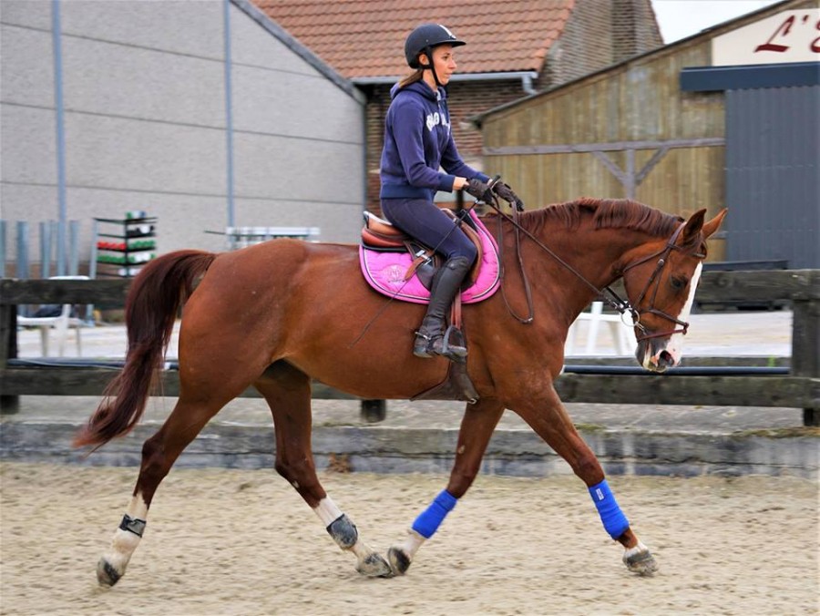 Cavaliere Cavaliere
