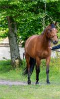 Vente de cheval : Kabila