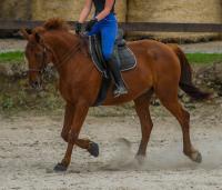 Vente de cheval : Qunia de Locquillec