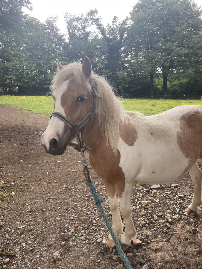 Vente de poney
