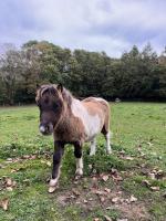 Vente de poney