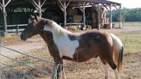 Vente de poney