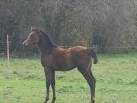 Vente de cheval : Odysse de Gardaine
