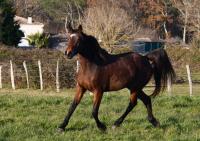 Vente de cheval : LADY LOVE FIZZ MOTETS
