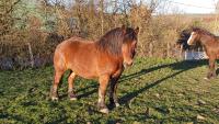 Vente de cheval : ITALO DES MAIS