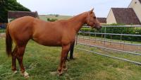 Vente de cheval : Laka de Finder