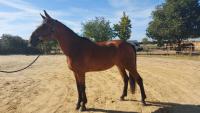 Vente de cheval : HIRONDELLE