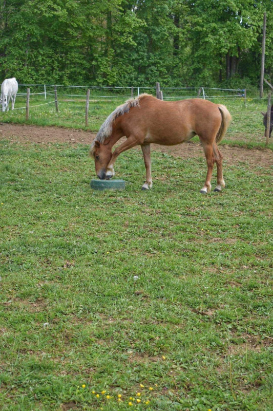 Vente de poney