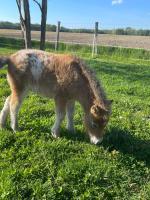 Vente de poney