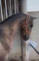 Vente de cheval : Tarugo