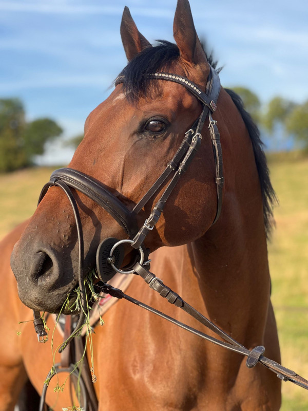 Vente de cheval : Forefront