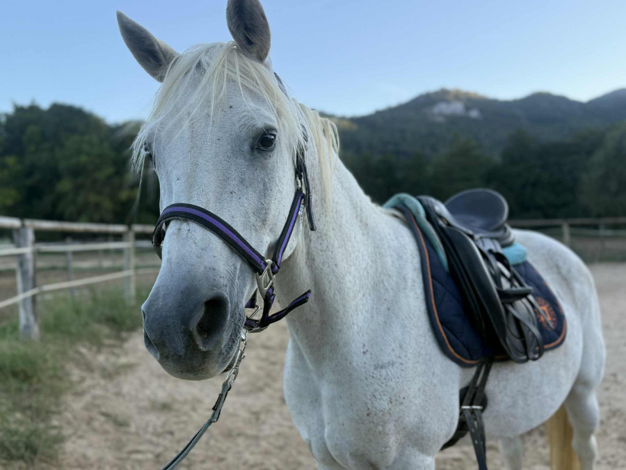 Vente de cheval : Dreem