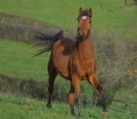 Vente de cheval : Jubile du Diamant