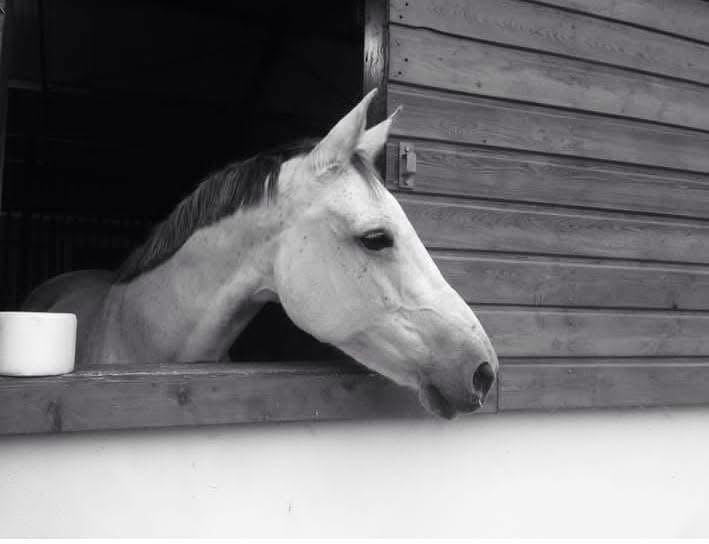 Vente de cheval : Topaze de cluis