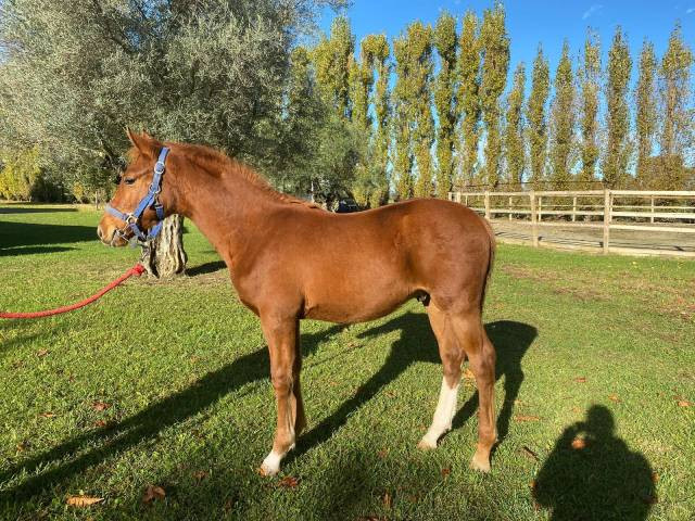 Vente de cheval : MILO GRADILIS 
